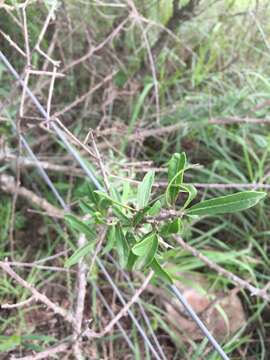 Image of Schinus pilifera I. M. Johnston