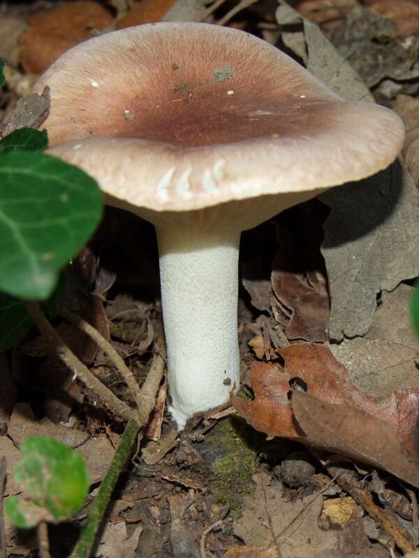 Image of Hygrophorus arbustivus Fr. 1836