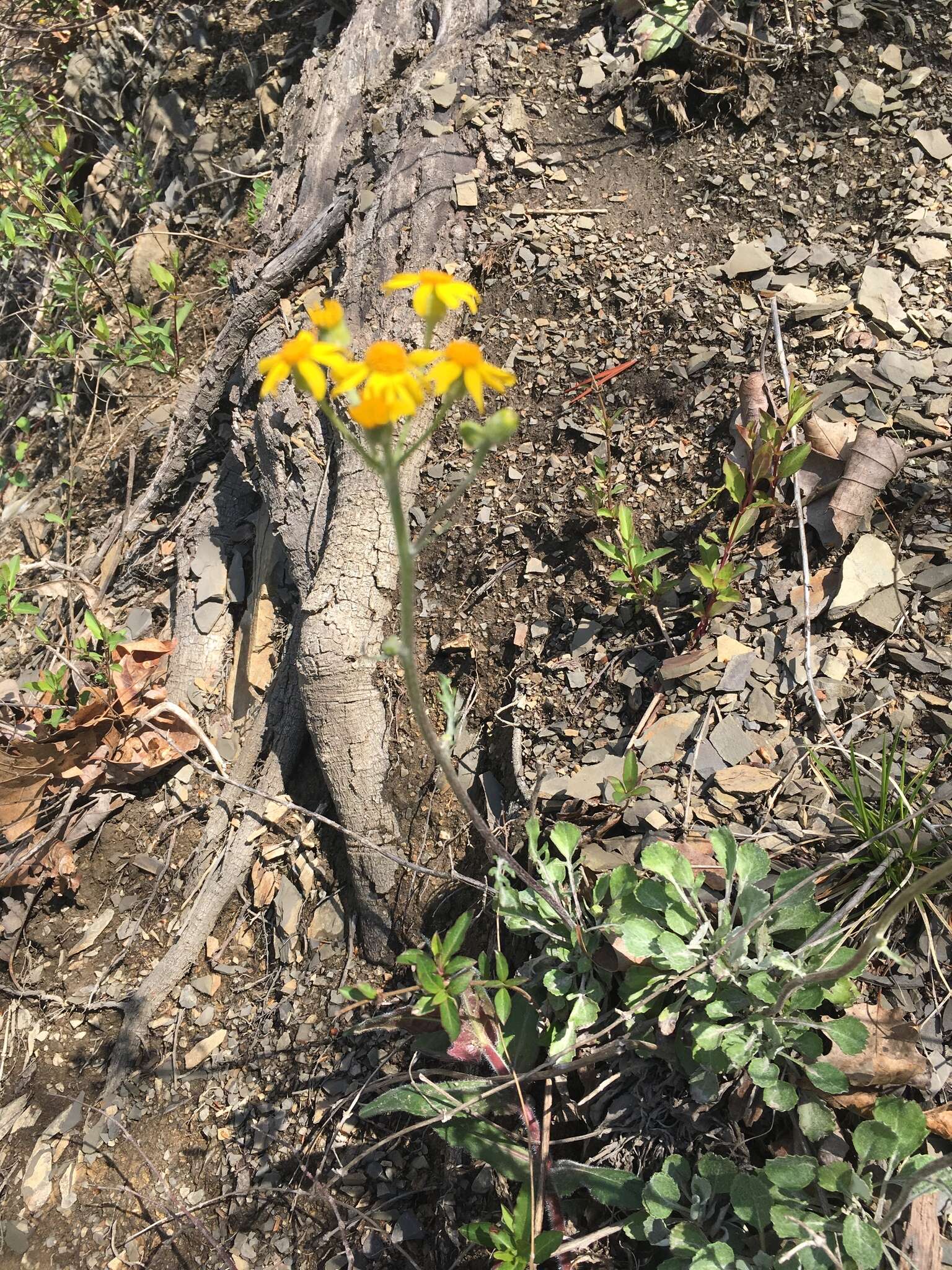 Image of shale barren ragwort