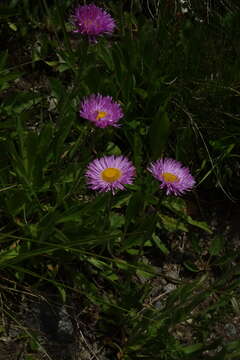 Image de Erigeron caucasicus subsp. venustus (Botsch.) Grierson