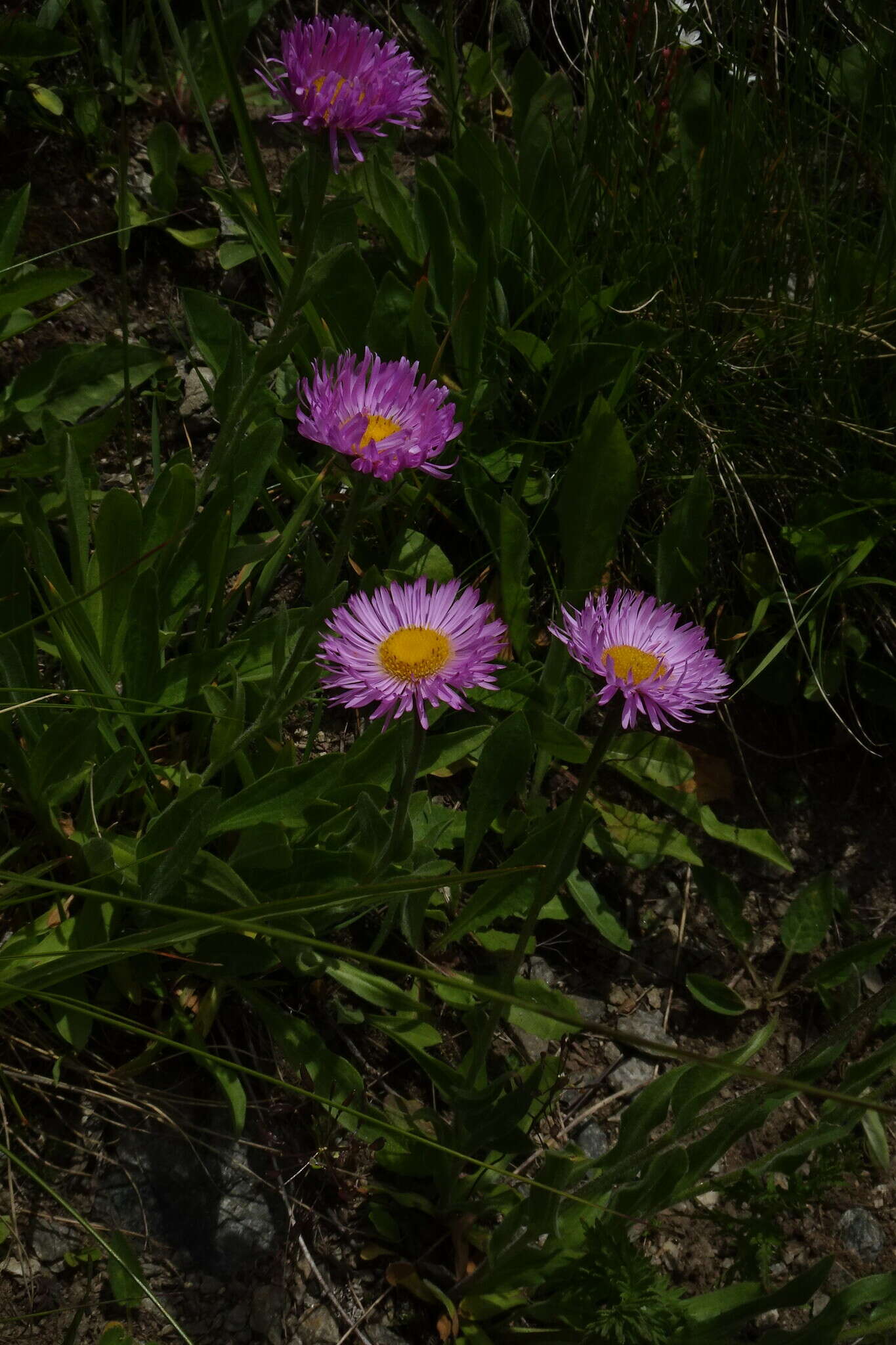 Image de Erigeron caucasicus subsp. venustus (Botsch.) Grierson