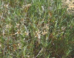 صورة Dianthus thunbergii Hooper