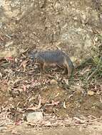 Image of Santa Catalina Island Fox