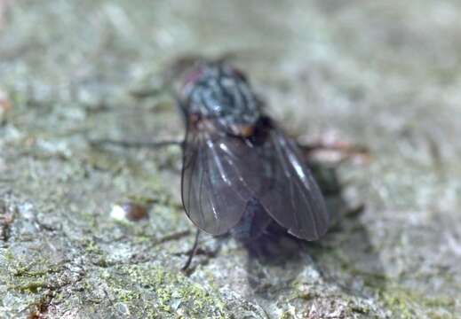 Image of House fly