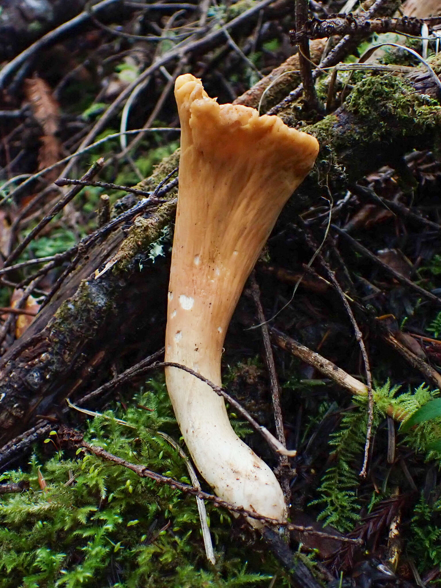 Imagem de Clavariadelphus truncatus Donk 1933