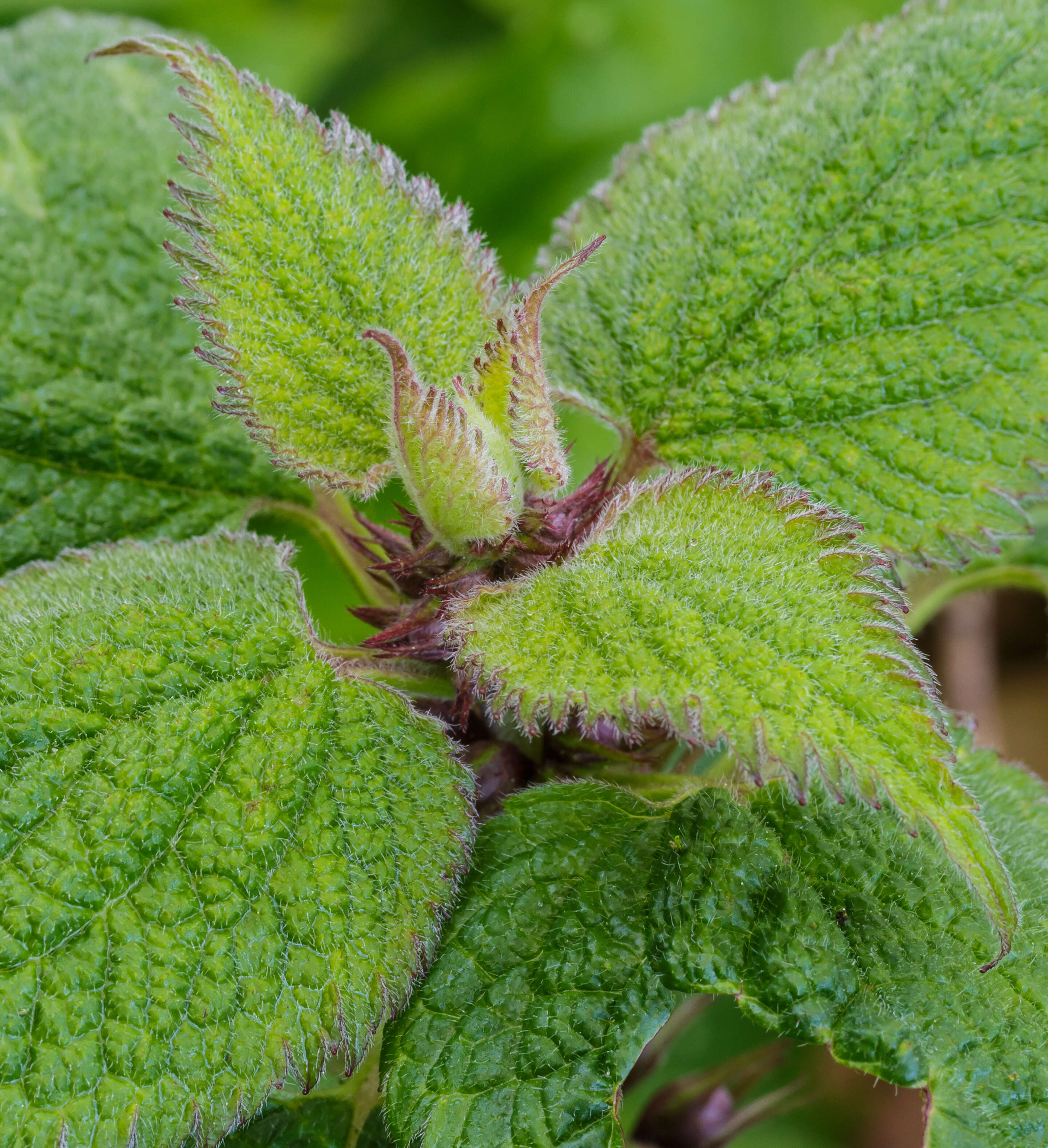 Image of Lamium orvala L.