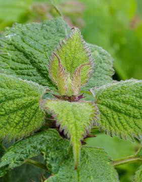 Image of Lamium orvala L.