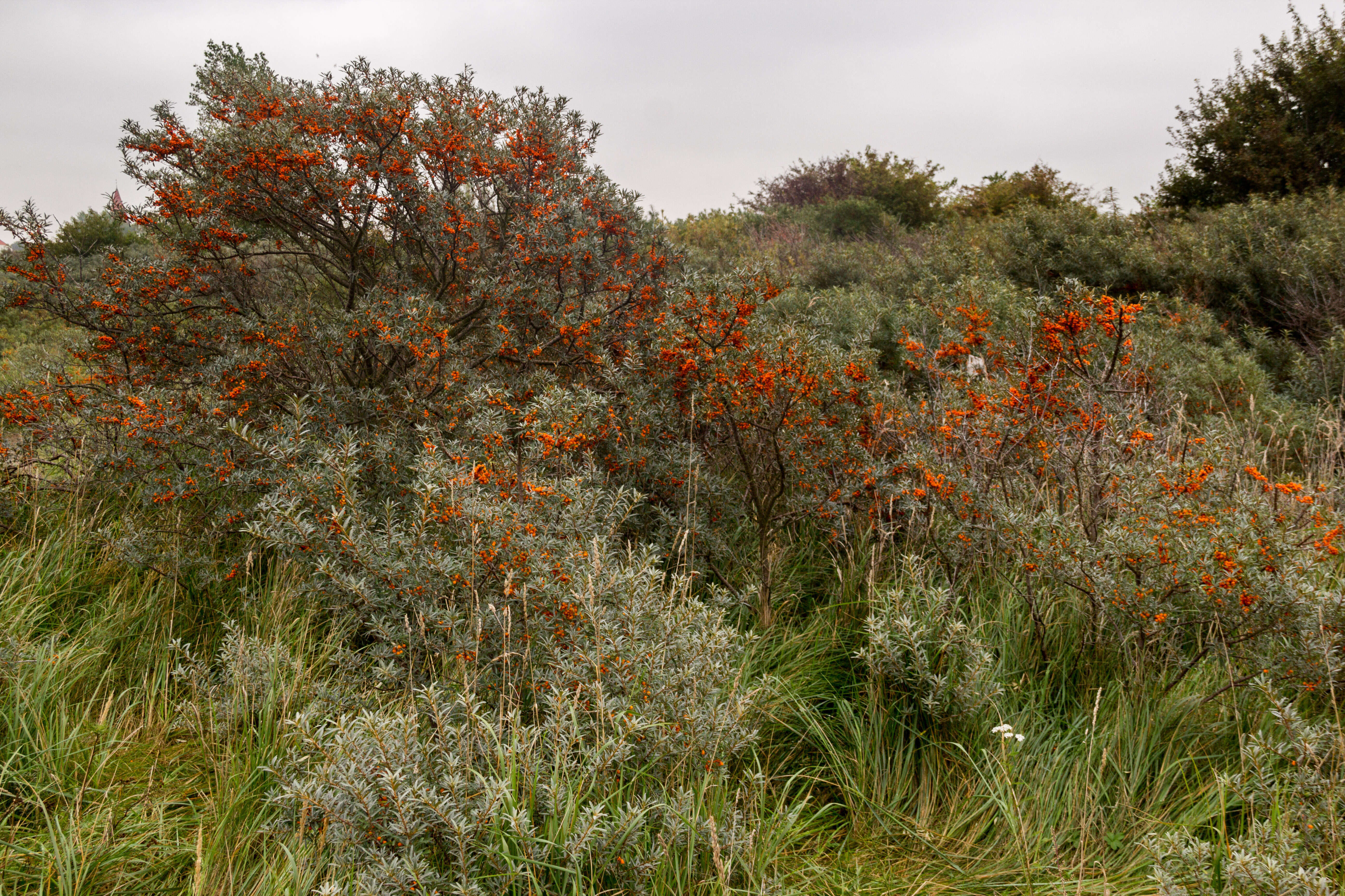 Imagem de Hippophae rhamnoides L.