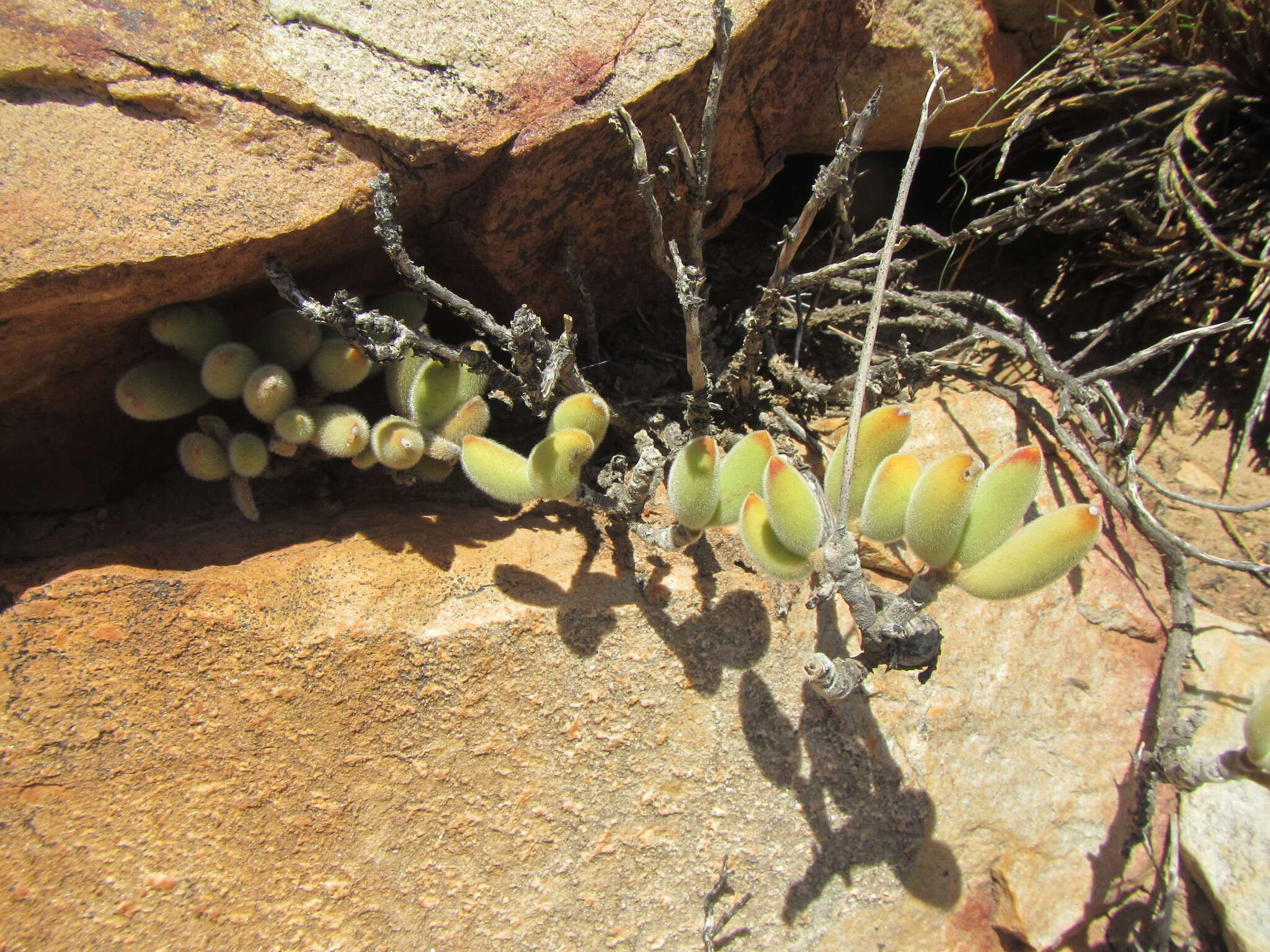 Image of Cotyledon tomentosa subsp. ladismithiensis (V. Pölln.) Tölken