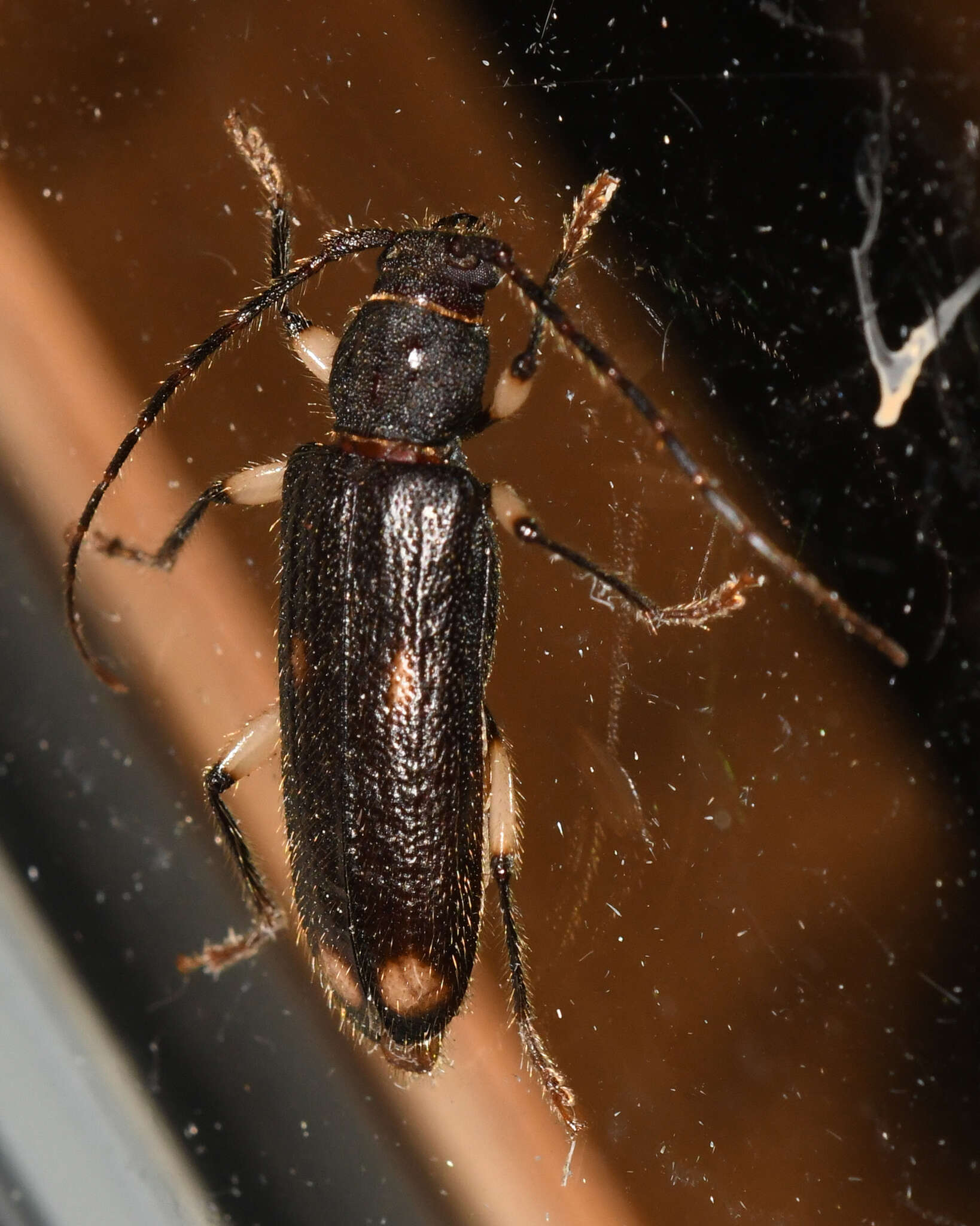 Image of Ash and Privet Borer