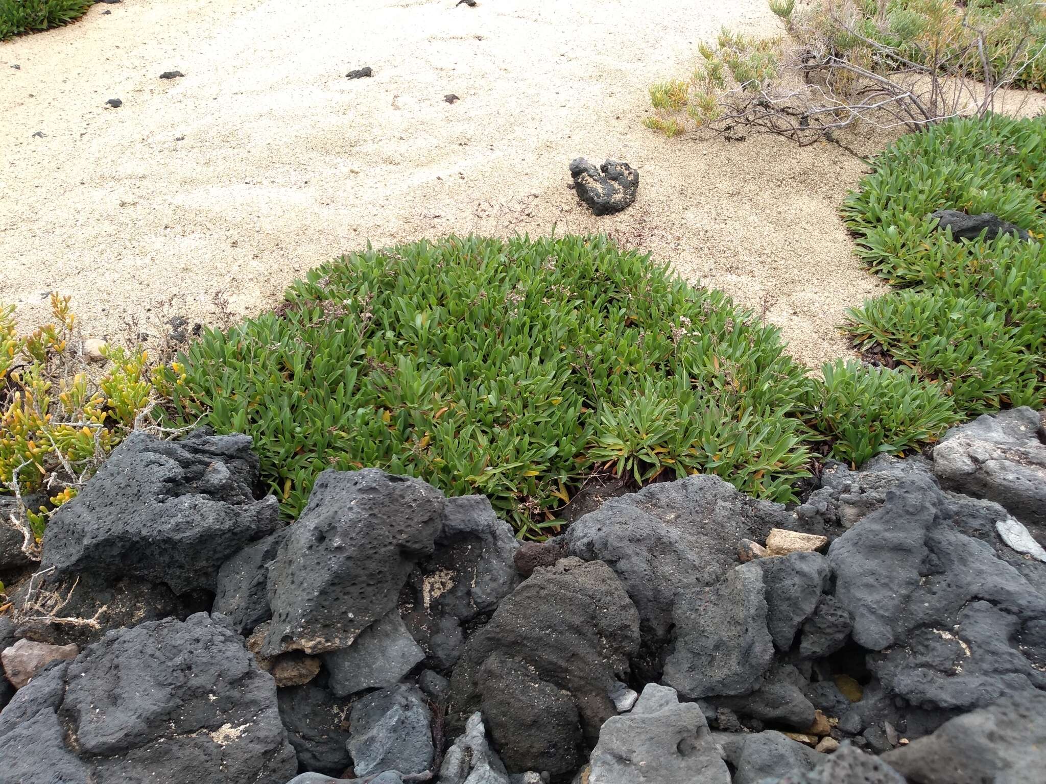 Image of Limonium bollei (Webb ex Wangerin) Erben