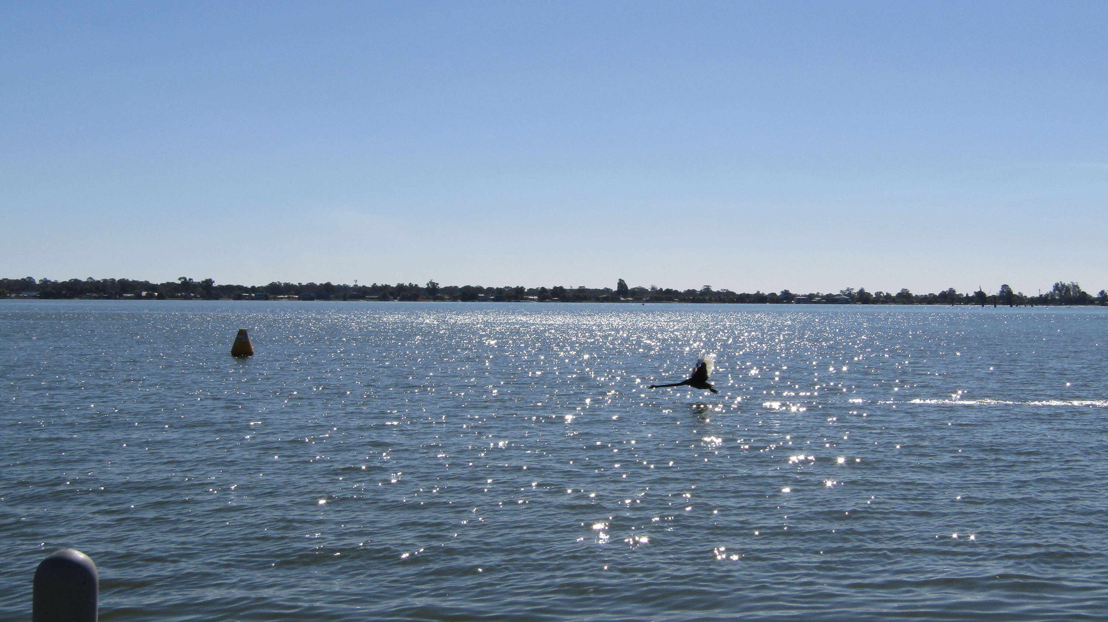 Image of Black Swan