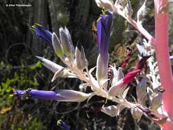 Image of Puya coerulea Lindl.