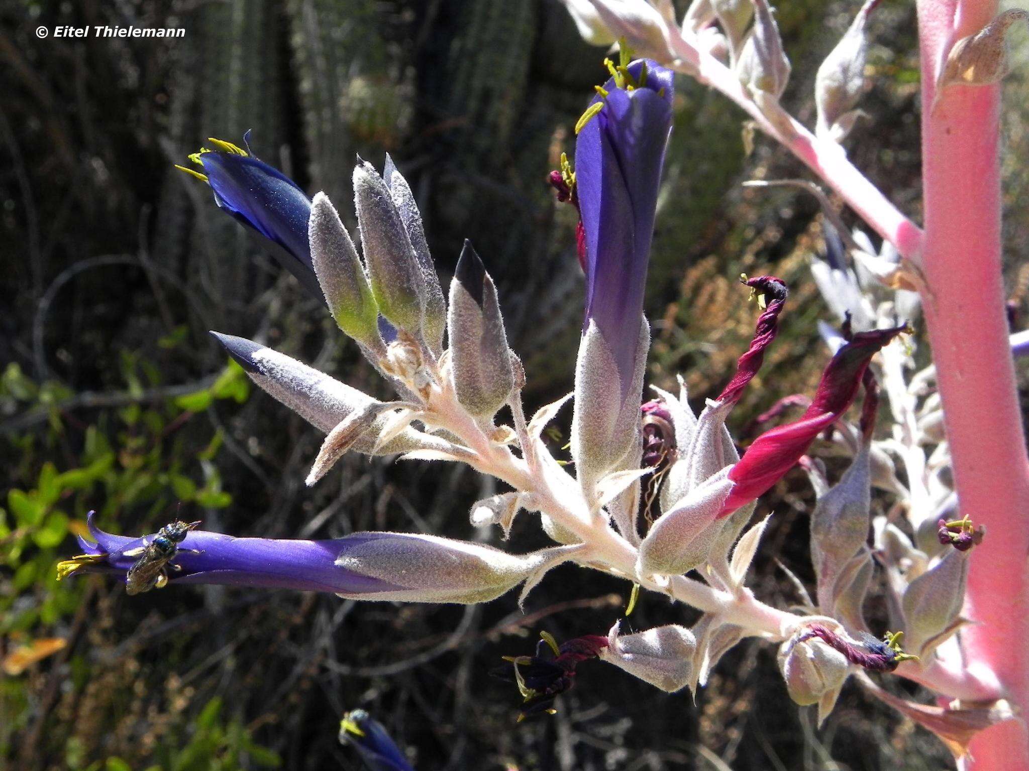 Image of Puya coerulea Lindl.