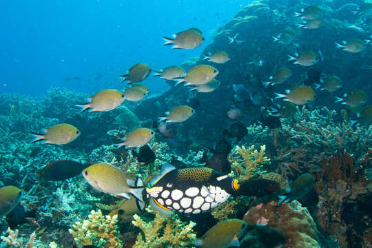 Image of Philipppines chromis