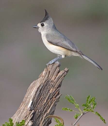 Image of chickadees and titmice