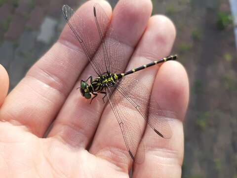 Imagem de Burmagomphus collaris (Needham 1929)