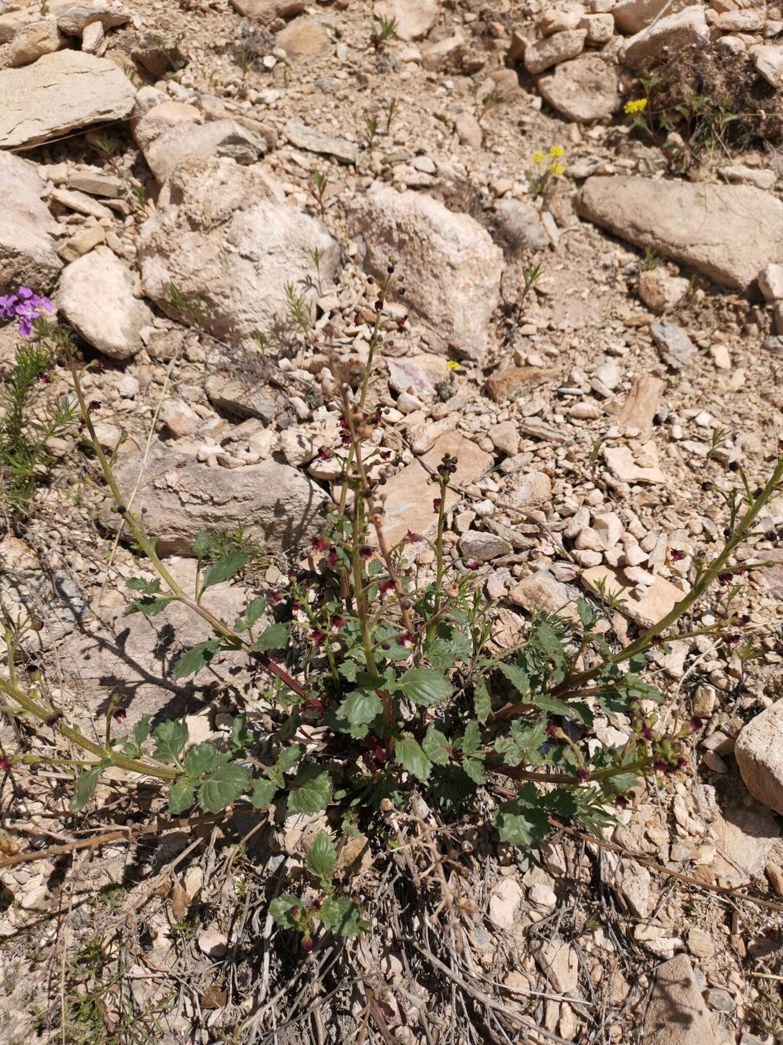 Image of Scrophularia incisa Weinm.