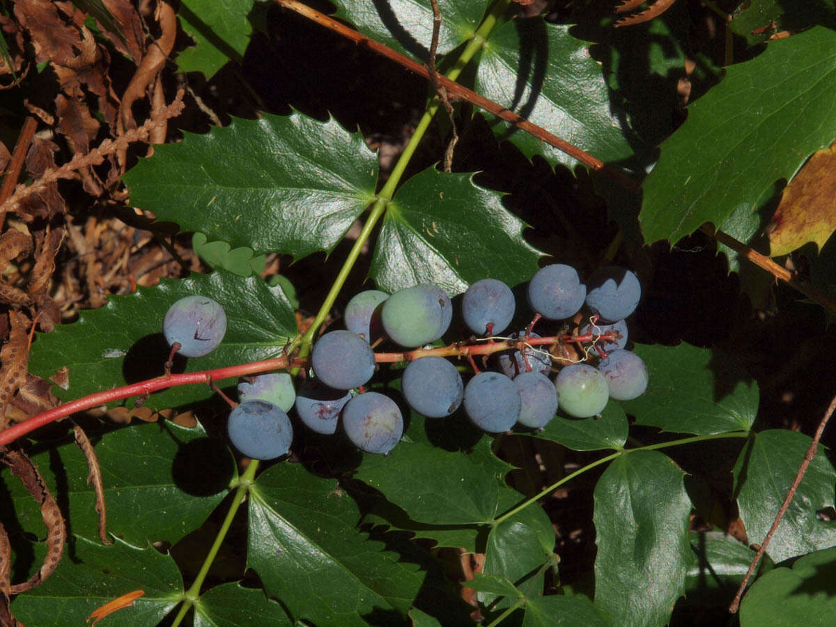 Image de Berberis nervosa Pursh