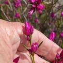 Image of Boronia pulchella Turcz.