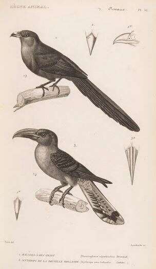 Image of Rhamphococcyx Cabanis & Heine 1863