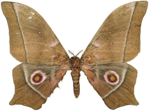 Image of Imbrasia epimethea (Drury 1773)