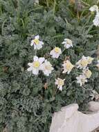 Image of Achillea barrelieri (Ten.) Sch. Bip.