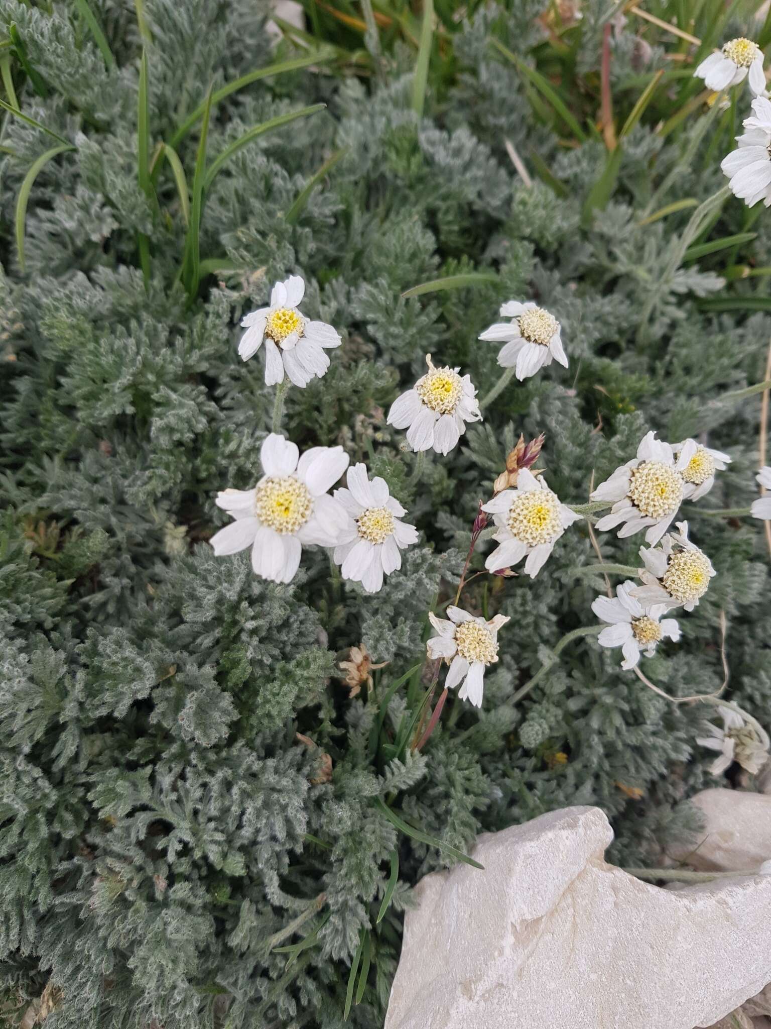 Sivun Achillea barrelieri (Ten.) Sch. Bip. kuva