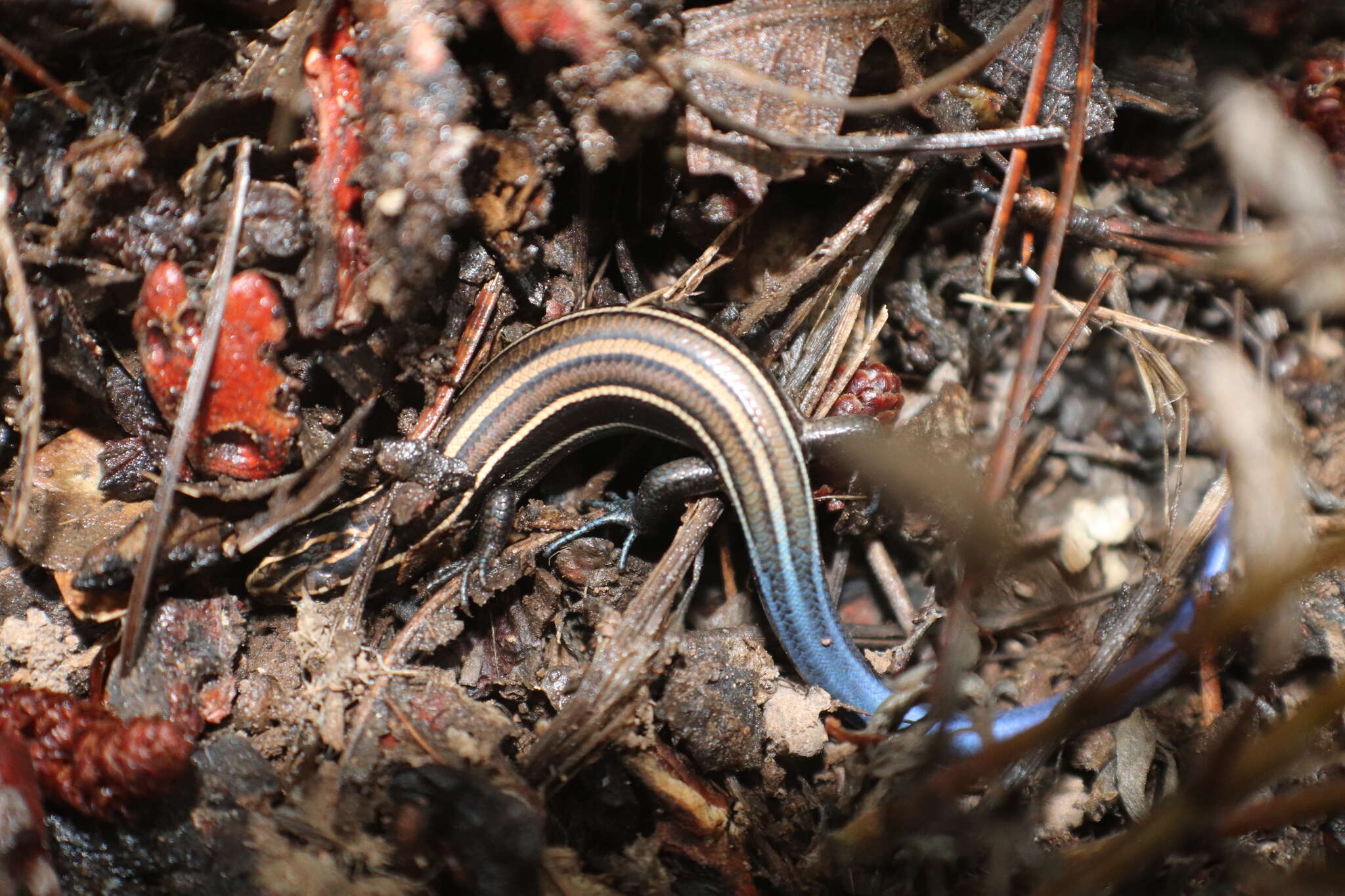 Image of Chihuahuan Skink