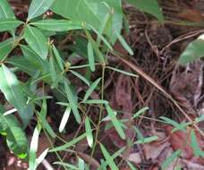 Microstachys chamaelea (L.) Müll. Arg. resmi