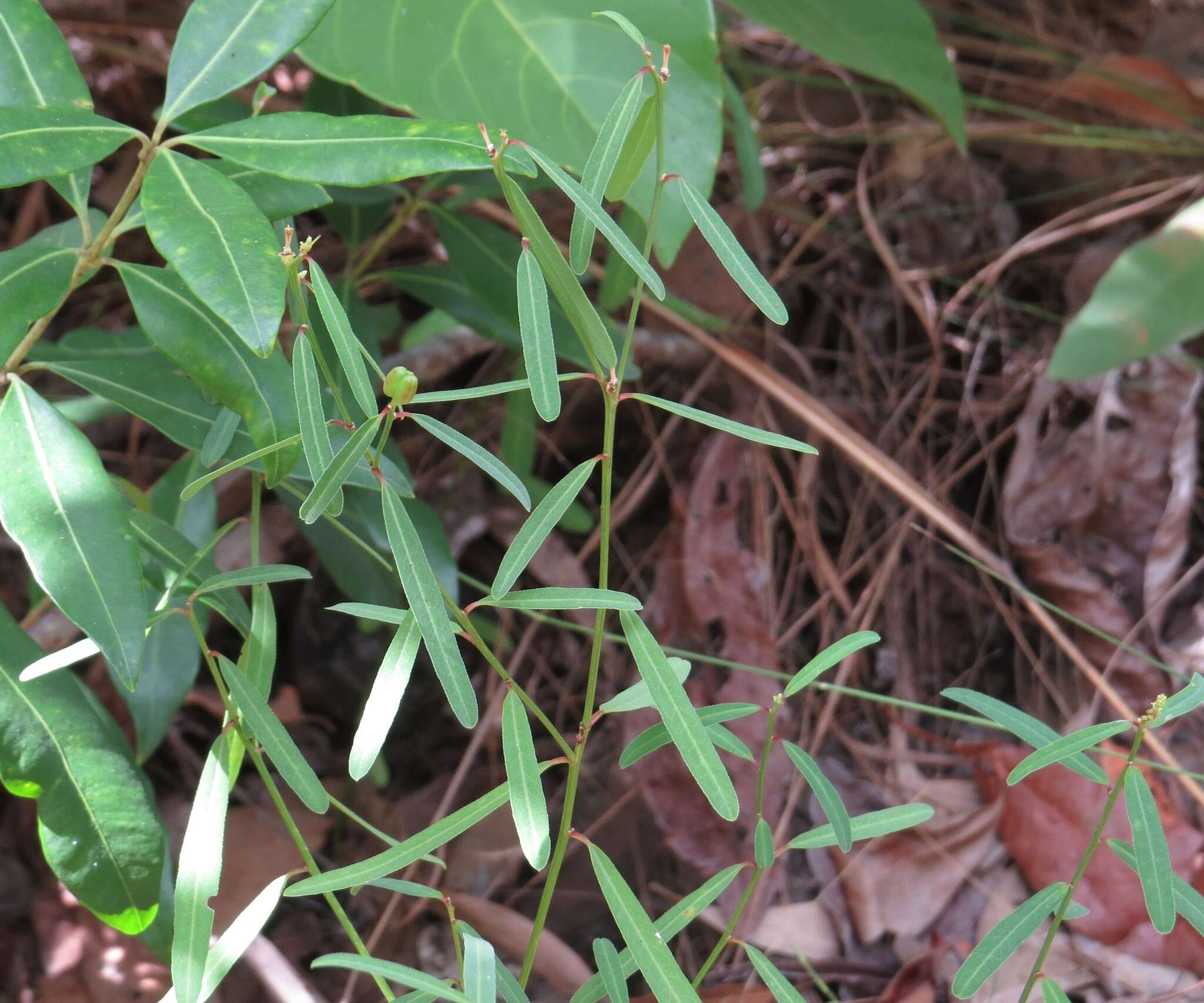 Microstachys chamaelea (L.) Müll. Arg. resmi