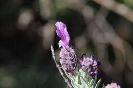 Image of French lavender