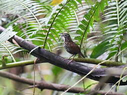 Plancia ëd Ptilocichla mindanensis (Blasius & W 1890)