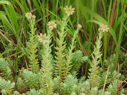 Image de Petrosedum orientale