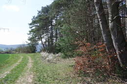 Image of Scotch Pine