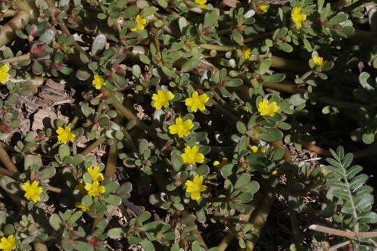 Image of common purslane