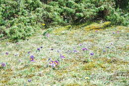 Image of European pasqueflower