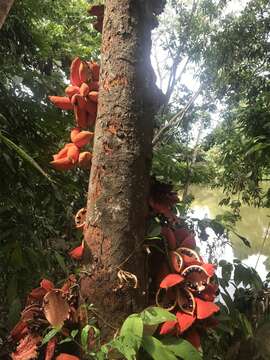 Image of Sterculia megistophylla Ridl.