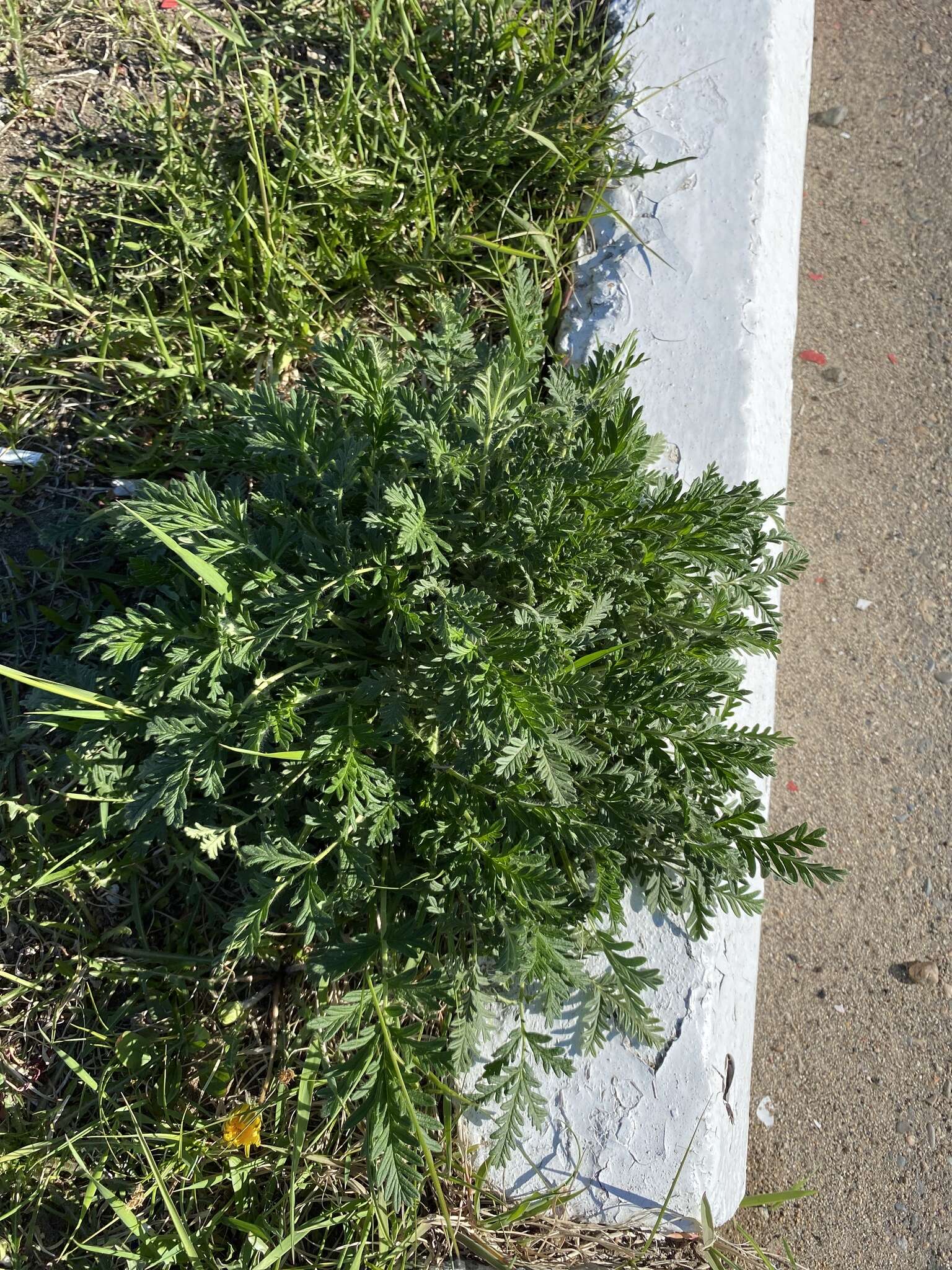 Image de Potentilla chalchorum Sojak