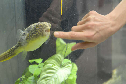 Image of Fresh Water Puffer Fish