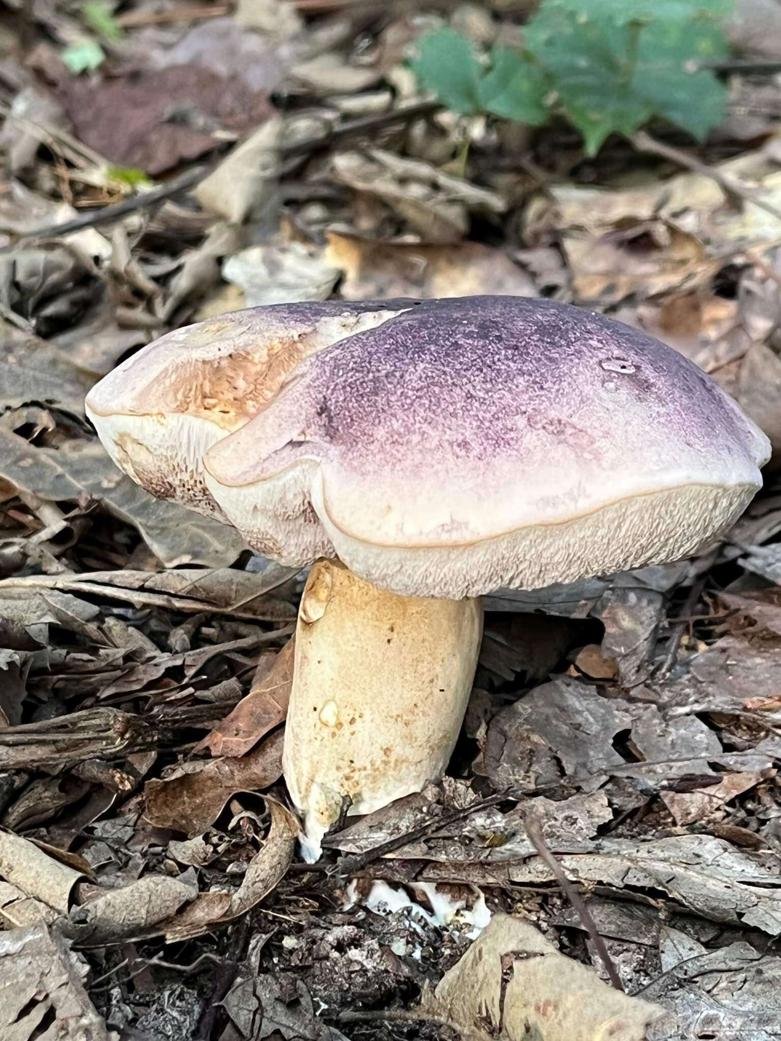 Image of Tylopilus williamsii Singer & J. García 1991