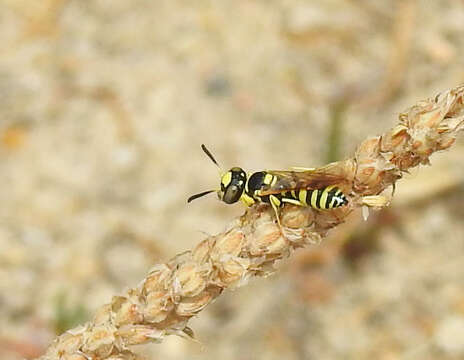 Image of Philanthus pulchellus Spinola 1843