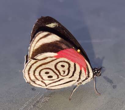 Image of Diaethria eluina Hewitson 1854