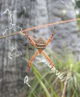 Image of Argiope magnifica L. Koch 1871