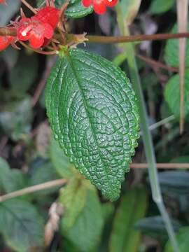 Image of Heppiella ulmifolia (Kunth) Hanst.