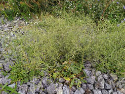 Слика од Gypsophila perfoliata L.