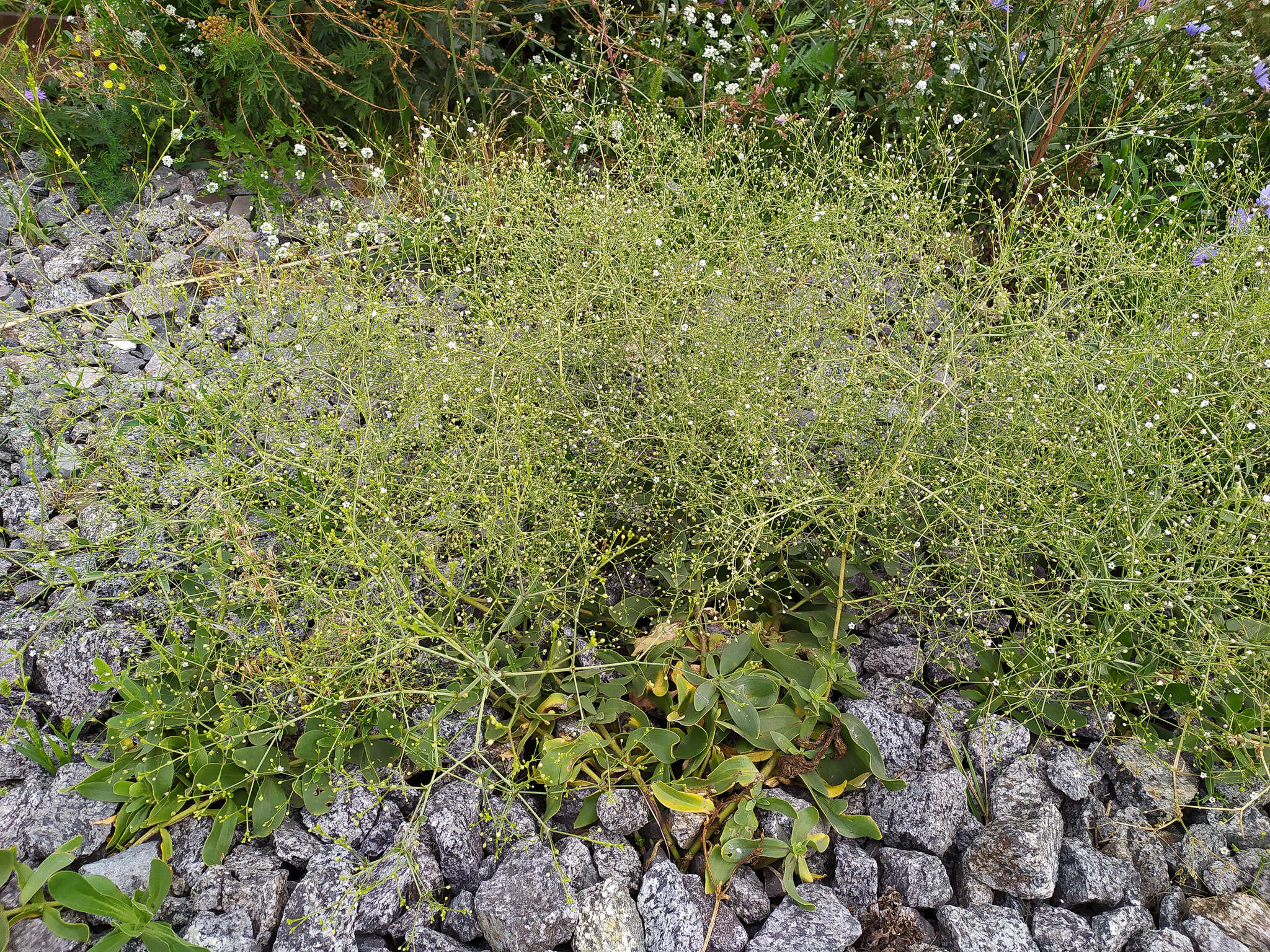 Слика од Gypsophila perfoliata L.