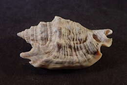 Image of Euprotomus Gill 1870