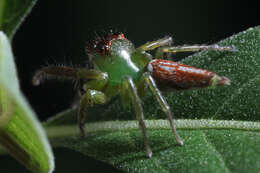 Artabrus erythrocephalus (C. L. Koch 1846) resmi