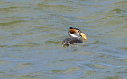 صورة Lepomis gibbosus (Linnaeus 1758)